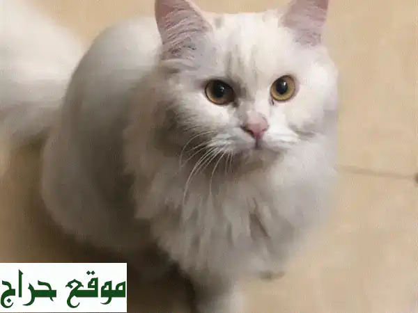 قطة بيضاء صغيرة للبيع: لؤلؤة فرو ناعمة بانتظار...