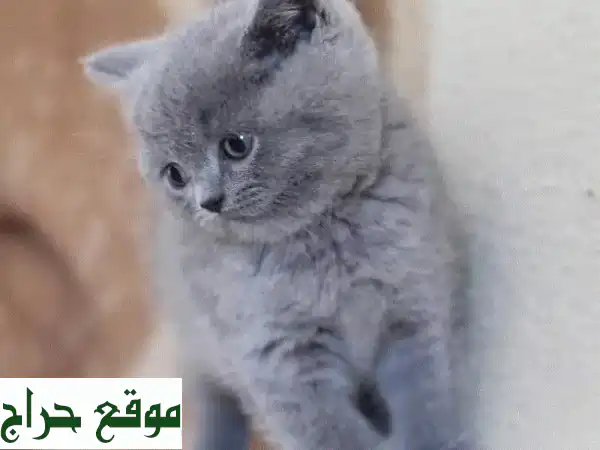 للبيع: كيتن بريطاني قصير الشعر أزرق أصيل 💙 (9 أسابيع)...