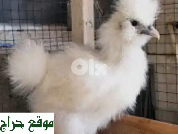 أحلى الأسعار بس من عنا! | حيوانات أليفة وطيور...