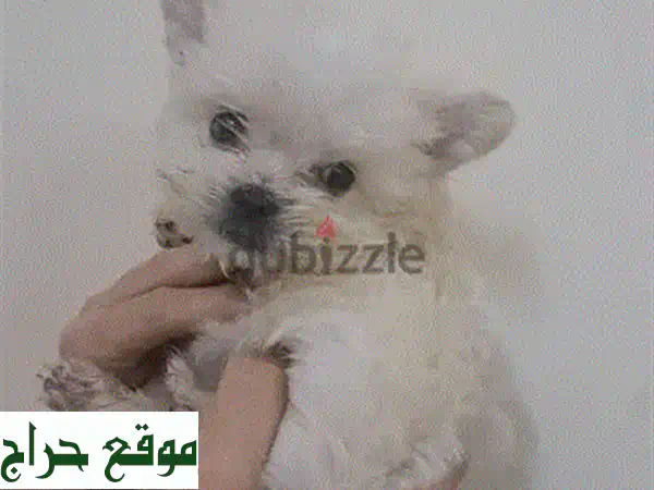 جرو مالتيزي للبيع | ذكر 5 أسابيع | لطيف ومرح | رفيقك الجديد ينتظرك!