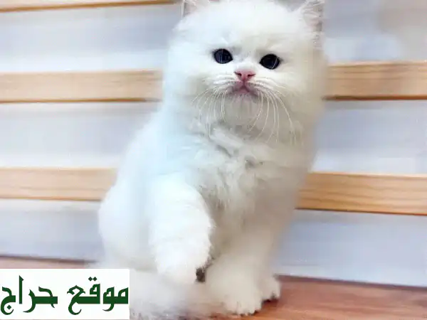 قطط راغدول صغيرة للبيع: رفقاء أوفياء جاهزون...