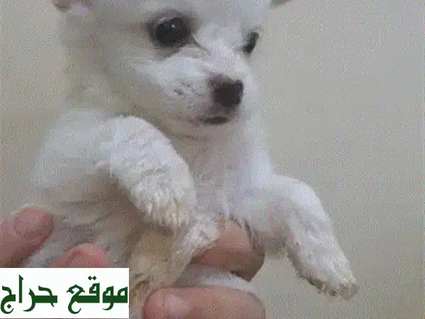 Maltese puppy for sale