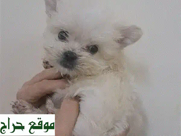 Maltese puppy for sale