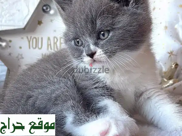 قطط بريتش شورت هير زرقاء أصيلة للتبني | صحة وجمال ساحر | نسب موثق وفحص بيطري كامل