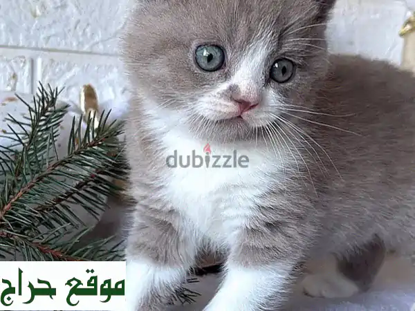 قطط بريتش شورت هير زرقاء أصيلة للتبني | صحة وجمال ساحر...