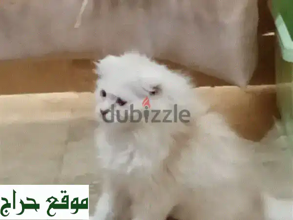 Very Cute Pure Persian Female Kiten age 3 month cal 79146789