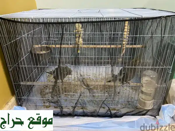 فرصة لا تُعوَّض! زوج كوكتيل أليف ورائع (نورمال وباستل فيس) بعمر 3 شهور - للبيع مع قفص وألعاب!