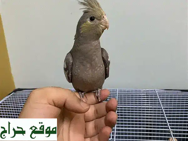 فرصة لا تُعوَّض! زوج كوكتيل أليف ورائع (نورمال...