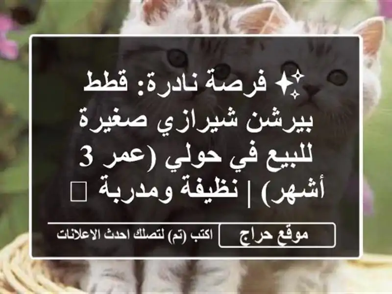✨ فرصة نادرة: قطط بيرشن شيرازي صغيرة للبيع في حولي...