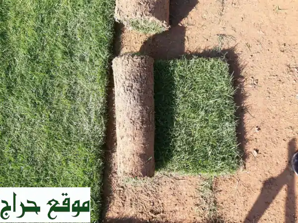 حديقتك الخضراء تبدأ هنا! 🌿 عشب طبيعي أمريكي فاخر من المزرعة مباشرة - توصيل لكل الإمارات