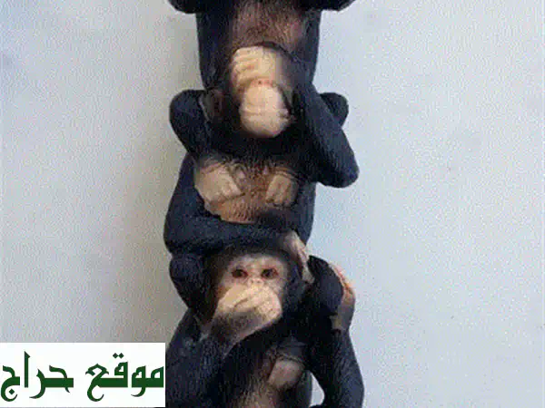 تحفة النسر الأمريكيantique