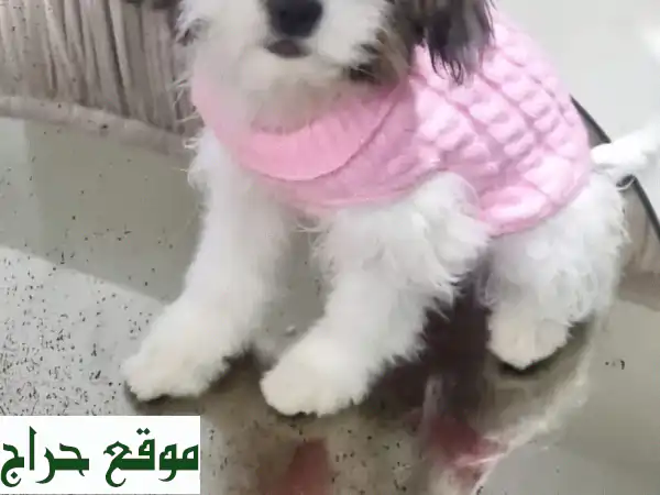 أجمل جراء مالتيبو للبيع 🐾 5 قلوب تنتظر عائلة محبة - 3 شهور وألوان فريدة!