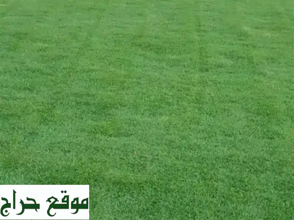 حديقتك الخضراء تبدأ هنا! 🌿 عشب طبيعي أمريكي فاخر...
