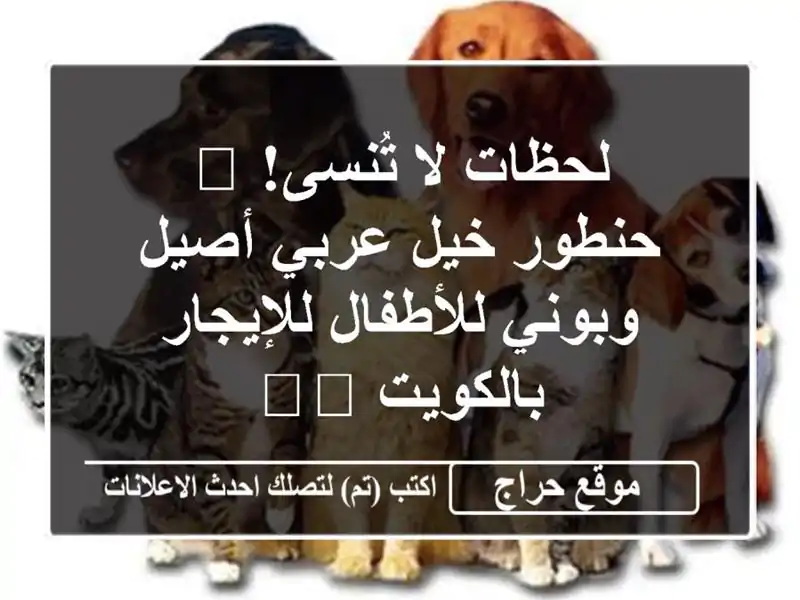 لحظات لا تُنسى! 🐴 حنطور خيل عربي أصيل وبوني...