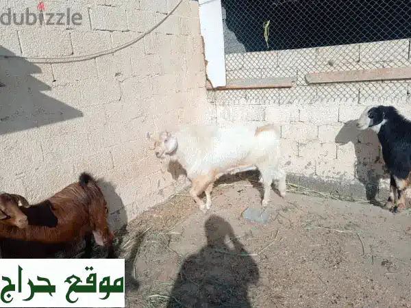 ماعز أبيض للبيع | صحة ممتازة وجمال فريد | فرصة لا تعوض!