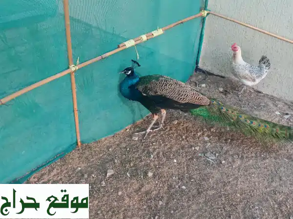 طاووس ذكر منتج للبيع: أضف الفخامة والرونق لحديقتك | ما شاء الله