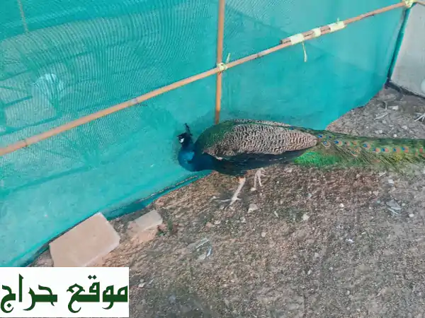 طاووس ذكر منتج للبيع: أضف الفخامة والرونق لحديقتك |...