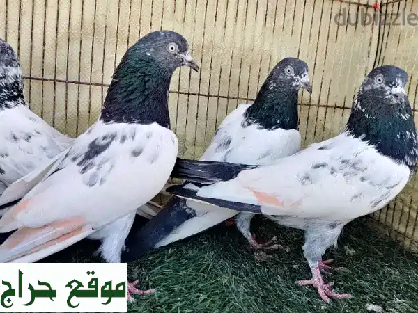 حمام باكستاني تيديات أصيل للبيع: 10 طيور ذكور وإناث مجربة ومميزة (بسعر 3 ريال للطير)