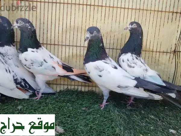 حمام باكستاني تيديات أصيل للبيع: 10 طيور ذكور...