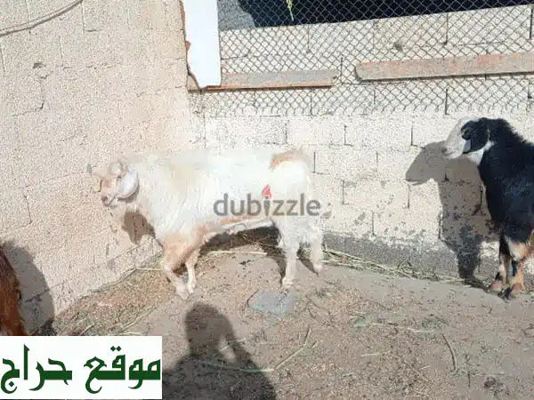 ماعز أبيض للبيع | صحة ممتازة وجمال فريد | فرصة لا تعوض!