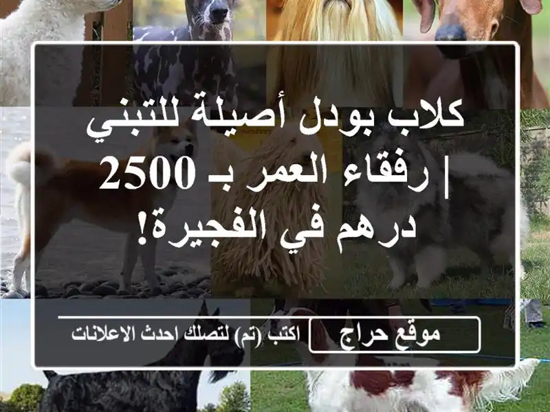 كلاب بودل أصيلة للتبني | رفقاء العمر بـ 2500 درهم...