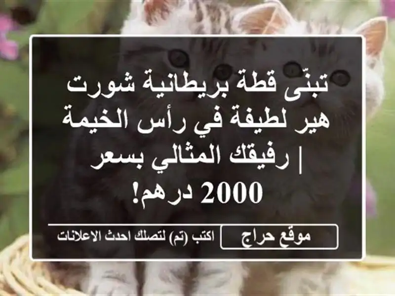 تبنَّى قطة بريطانية شورت هير لطيفة في رأس الخيمة...