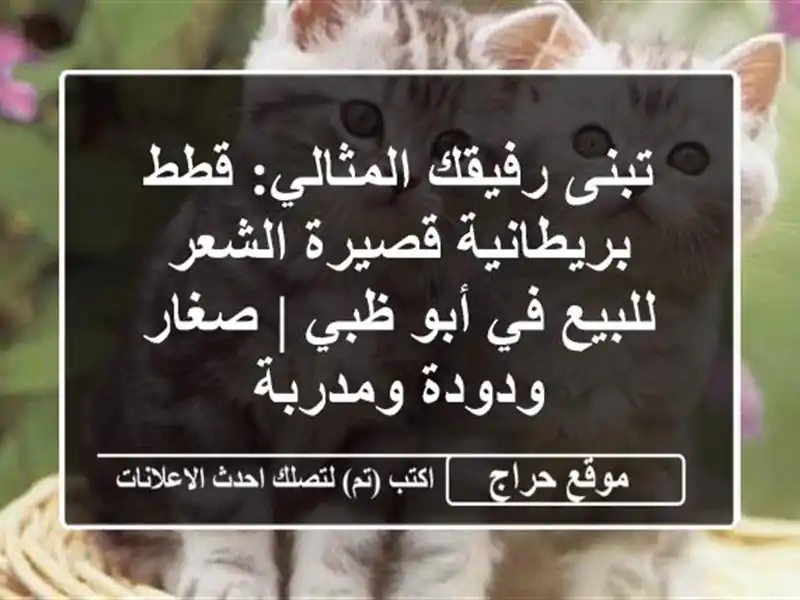 تبنى رفيقك المثالي: قطط بريطانية قصيرة الشعر للبيع...