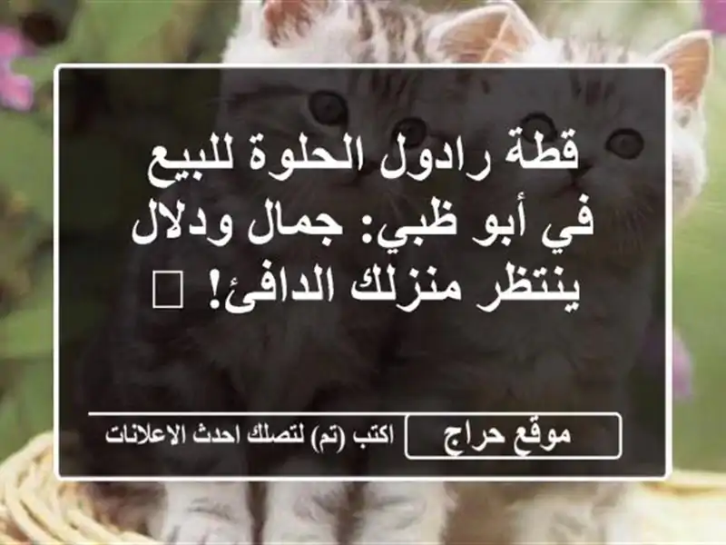 قطة رادول الحلوة للبيع في أبو ظبي: جمال ودلال...