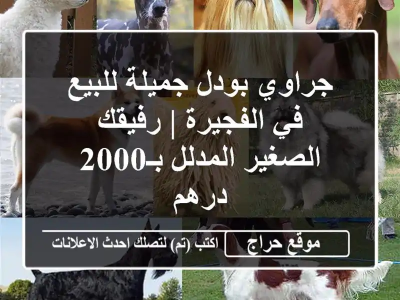 جراوي بودل جميلة للبيع في الفجيرة | رفيقك...