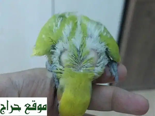 فروخ روز، بادجي، كناري (تاكيل يدوي) | جوز كناري منتج - صحار مع توصيل لمسقط | طيور زينة بصحة وجمال استثنائي