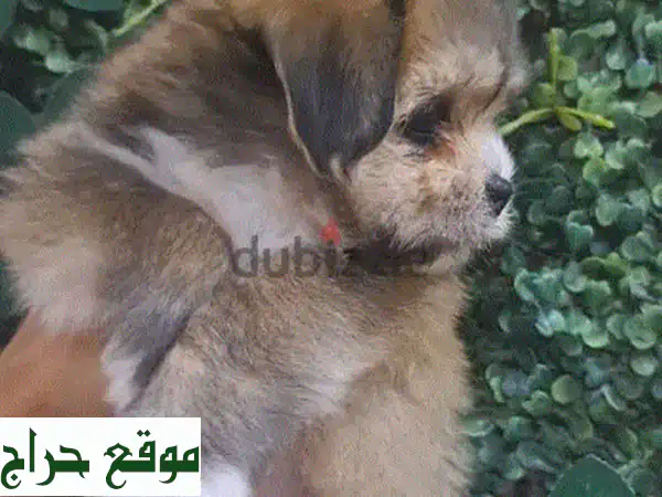 جرو شيتزو أنثى ساحرة للبيع | بوبي شيتزو شهر ونصف | صحة ممتازة