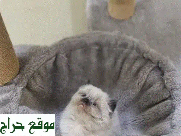 قط راغدول ذكر للبيع | رفيقك الصغير المثالي بصحة ممتازة (80 د.ب)