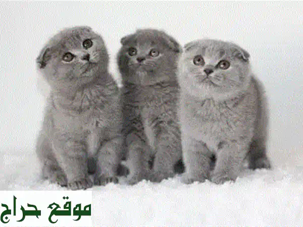 قط بريتش شورت هير قولدن ذكر للبيع | جمال استثنائي وتوصيل متاح