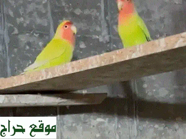 امتلك سعادتك: افراخ روز اليفة ومروضة للبيع في صيدا! تزقيم يدوي ورفقة لا تُنسى (فقط 50$)