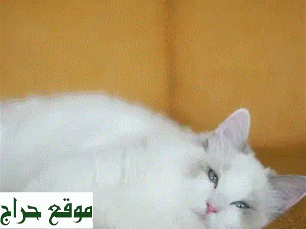 قطة راغدول أنثى للبيع (روزي): جمال، دلال، ورفقة لا تُنسى! (10 أسابيع، مدربة، مطعمة بالكامل)