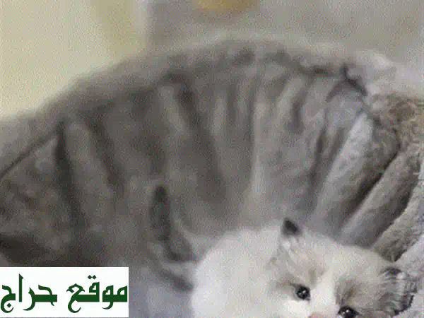 ✨ رفيق أحلامك! قط هيمالايا راغدول ذكر للبيع - صحة ممتازة ومدرب (80 دينار بحريني) 🐾