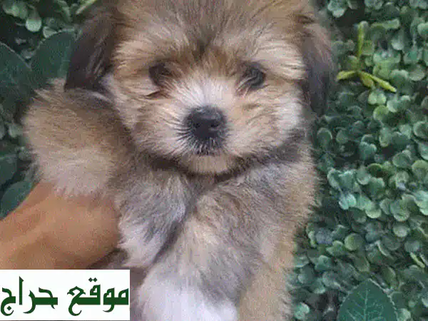 جرو شيتزو أنثى ساحرة للبيع | بوبي شيتزو شهر ونصف |...
