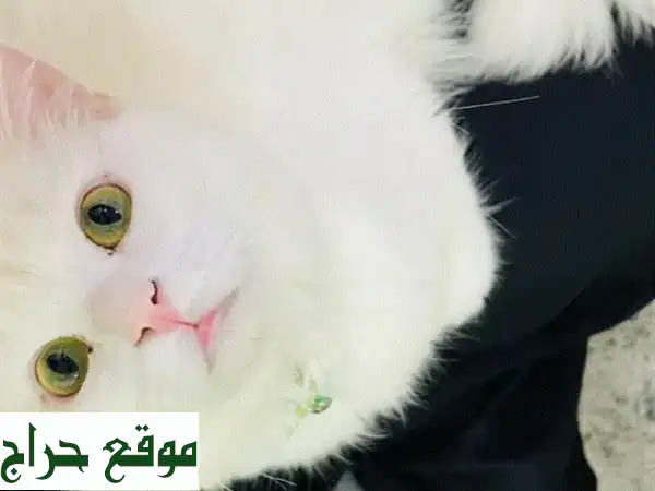 فرصة لا تعوض: تبنى قط تركش أنجورا أصيل (عام واحد)...