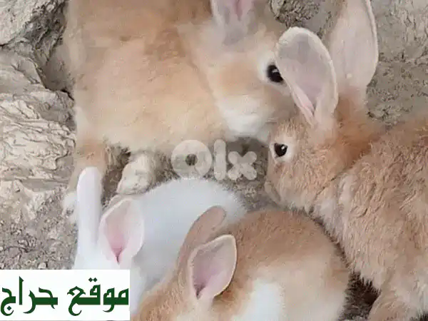 أرانب أليفة للبيع: صغيرة وكبيرة، عمر 3 أشهر - صحة...