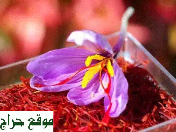 فرصة 2026: دورة احترافية زراعة الزعفران...