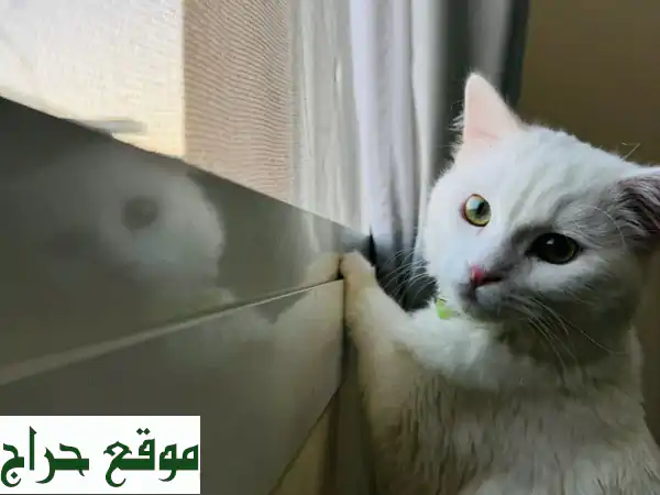 فرصة لا تعوض: تبنى قط تركش أنجورا أصيل (عام واحد) مجاناً - رفيقك الجديد ينتظر!