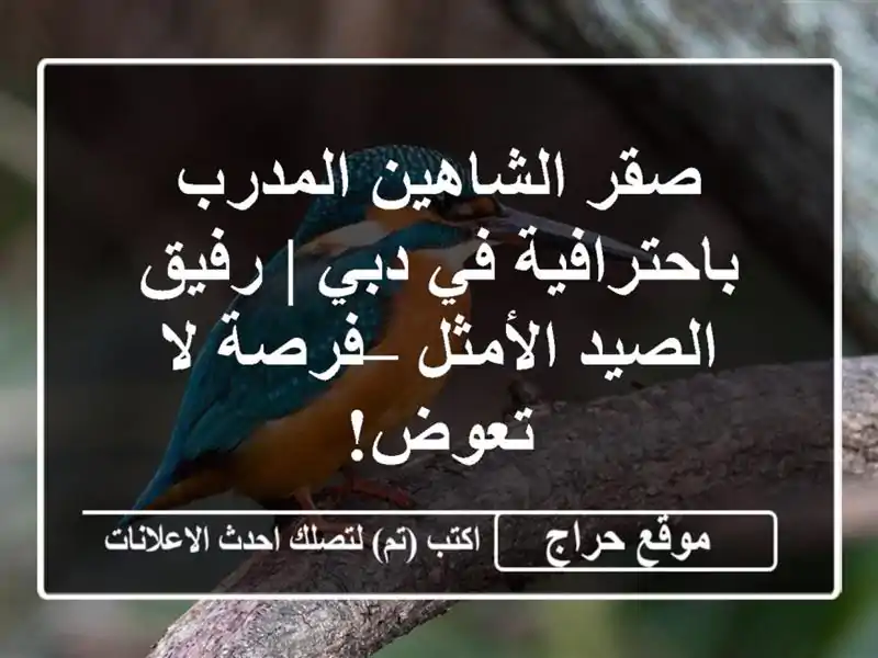 صقر الشاهين المدرب باحترافية في دبي | رفيق...