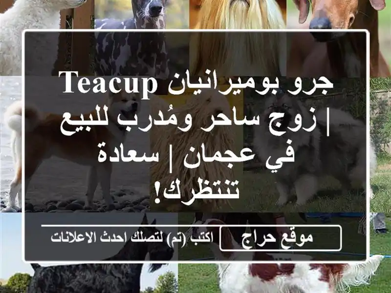 جرو بوميرانيان Teacup | زوج ساحر ومُدرب للبيع في عجمان...