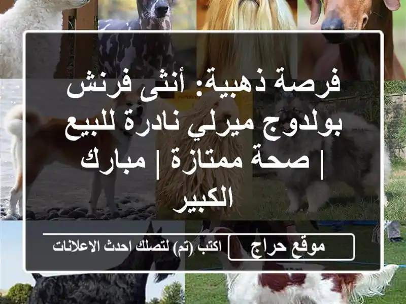 فرصة ذهبية: أنثى فرنش بولدوج ميرلي نادرة للبيع |...