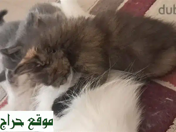 فرصة لا تعوض: قطط للبيع في البحرين | كيتنز حديثي الولادة وقطط رائعة تنتظرك!