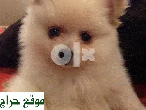 جرو مالتيبو توي بني ساحر 🐾 رفيقك المثالي المدلل! مدرب بالكامل ومطعم وجاهز للحب