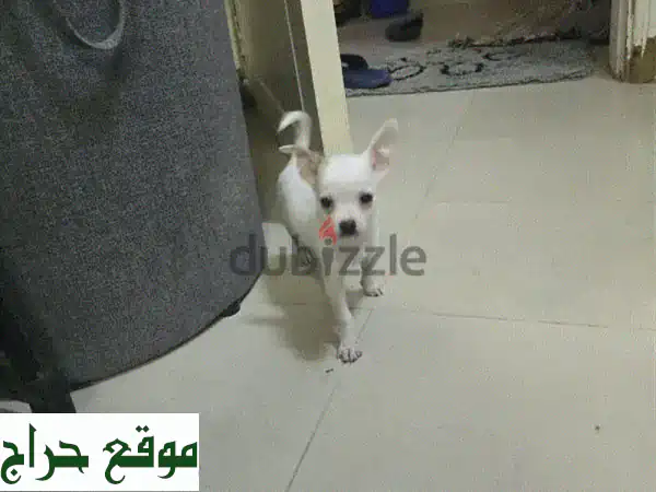 جرو تشيواوا أنثى للبيع - رفيقة العمر الصغيرة والوفية!