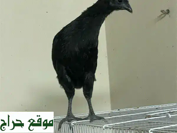 دجاج أيّام سيماني الأصيل للبيع: امتلك الجوهرة...