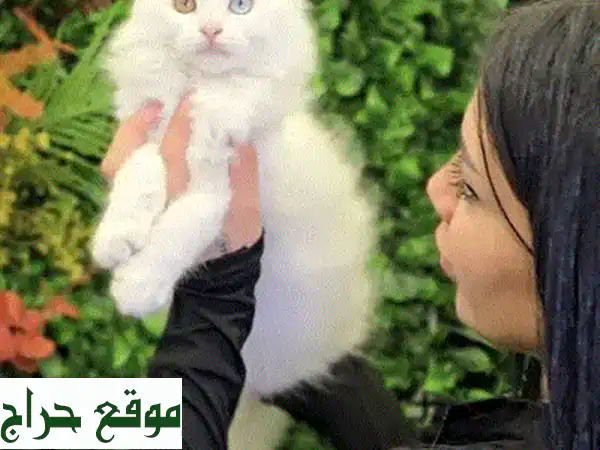 قطط مين كون ثلجية (Snow Maine Coon) للبيع: مستوردة، مدربة، وجاهزة لمنزلك!