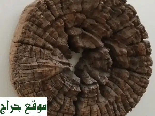 أضف لمستك الفنية: قطع خشبية جدارية للبيع بالشارقة - صممها بنفسك بـ 250 درهم!